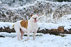 American Bulldog