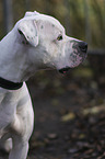 American Bulldog Portrait