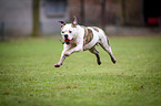 running American Bulldog