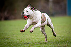 running American Bulldog