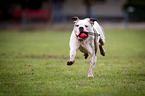 running American Bulldog