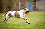 running American Bulldog