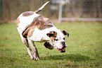 running American Bulldog