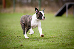 running American Bulldog
