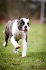 running American Bulldog