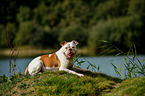 lying American Bulldog