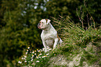 sitting American Bulldog