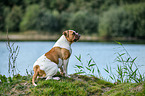 sitting American Bulldog
