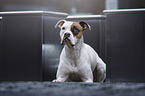 American Bulldog