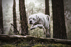 American Bulldog