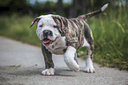walking American Bulldog Puppy