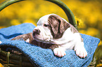 American Bulldog Puppy in a basket