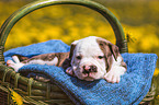 American Bulldog Puppy in a basket