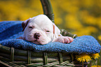 American Bulldog Puppy in a basket