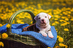 American Bulldog Puppy in a basket