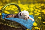 American Bulldog Puppy in a basket