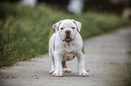 standing American Bulldog Puppy