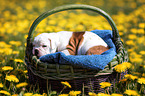 American Bulldog Puppy in a basket