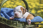 American Bulldog Puppy in a basket