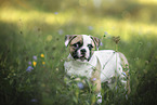 American Bulldog puppy