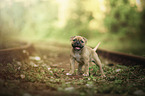 American Bulldog puppy