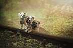 American Bulldog puppies