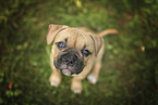 American Bulldog puppy