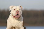 American Bulldog portrait