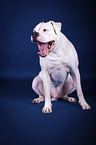 sitting American Bulldog