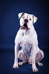 sitting American Bulldog
