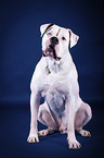 sitting American Bulldog