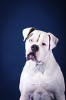 American Bulldog portrait