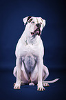 sitting American Bulldog