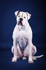 sitting American Bulldog