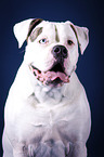 American Bulldog portrait