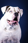 American Bulldog portrait