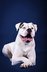 lying American Bulldog