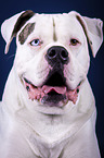 American Bulldog portrait