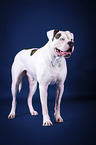 standing American Bulldog