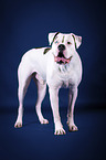 standing American Bulldog