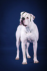 standing American Bulldog