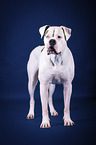 standing American Bulldog