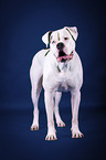 standing American Bulldog