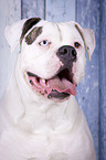 American Bulldog portrait