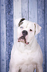 American Bulldog portrait