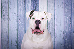 American Bulldog portrait