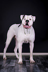 standing American Bulldog