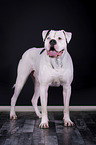 standing American Bulldog