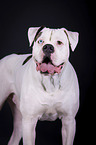 standing American Bulldog