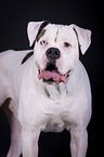 standing American Bulldog